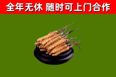 渠县区回收冬虫夏草